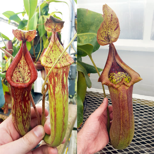 Nepenthes Righteous Tyrant