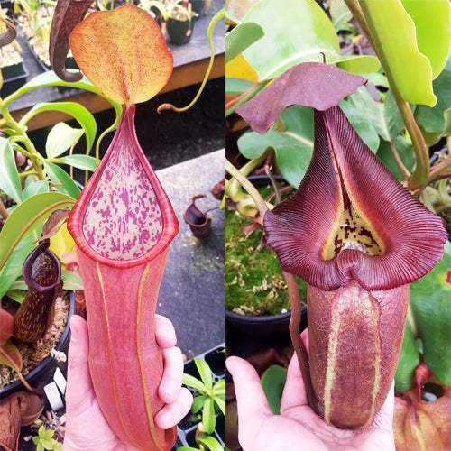 Nepenthes Secret Rampage