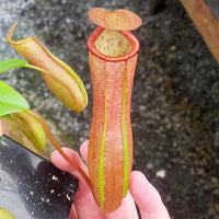Nepenthes Secret Victory