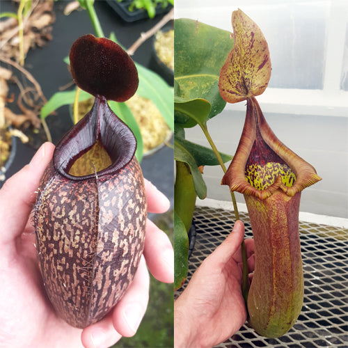 Nepenthes Sinister Tyrant