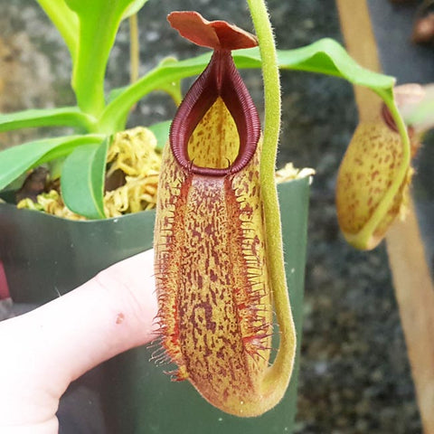 Nepenthes Titan Angel