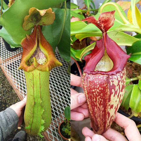 Nepenthes Titan's Mentor