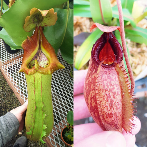 Nepenthes Titanic Anger