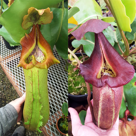 Nepenthes Titanic Rampage