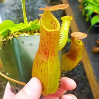Nepenthes Titanic Victory