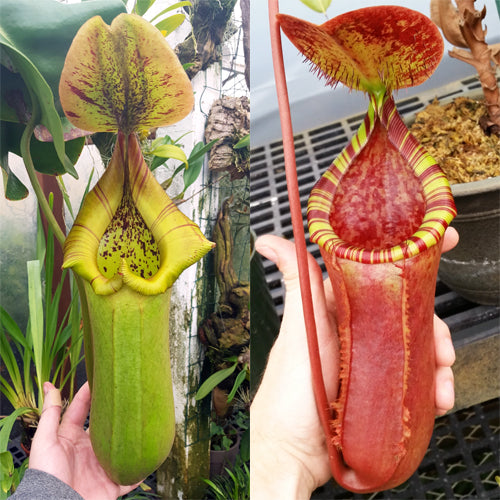 Nepenthes Torrential Longing| Nepenthes Hybrid Pitcher Plant