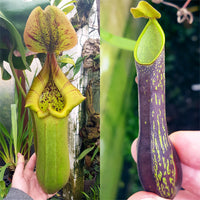 Nepenthes Torrential Monsoon