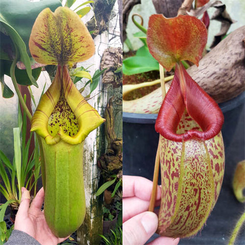 Nepenthes Torrential Testament