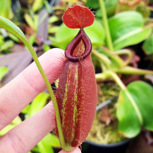 Nepenthes robcantleyi x ampullaria - Small