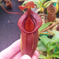 Nepenthes spathulata x jacquelineae