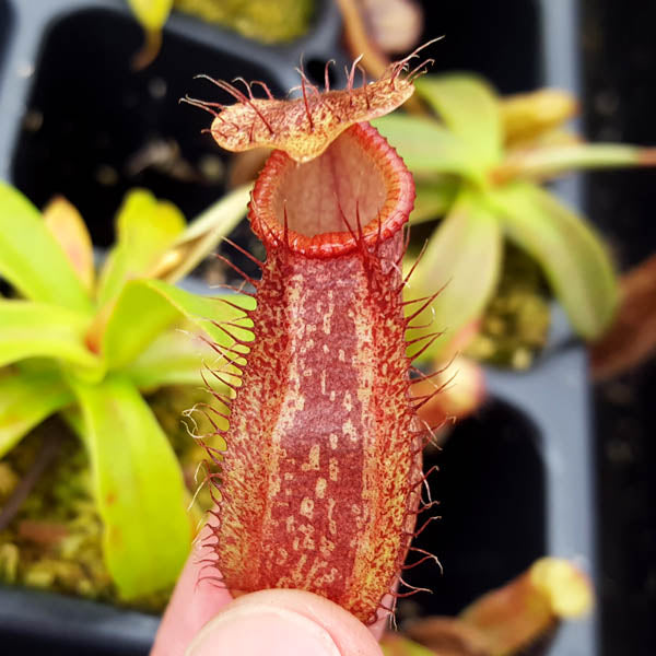 Nepenthes spectabilis x hamata - XS