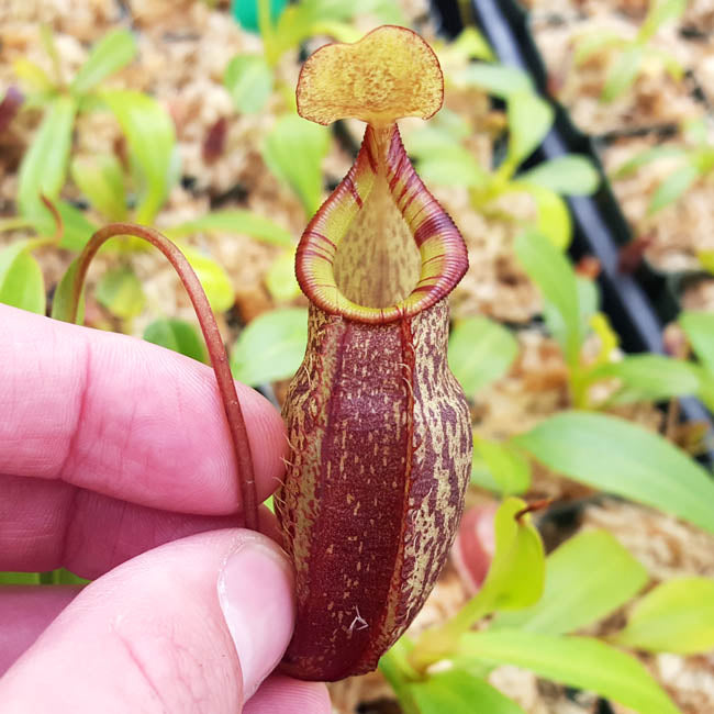 Nepenthes spectabilis x talangensis