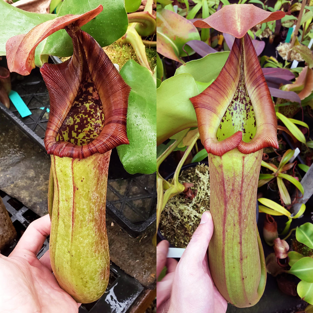 Nepenthes truncata - Seed-grown - Nepenthes Temple of the Tides