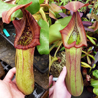 Nepenthes truncata - Seed-grown - Nepenthes Temple of the Tides
