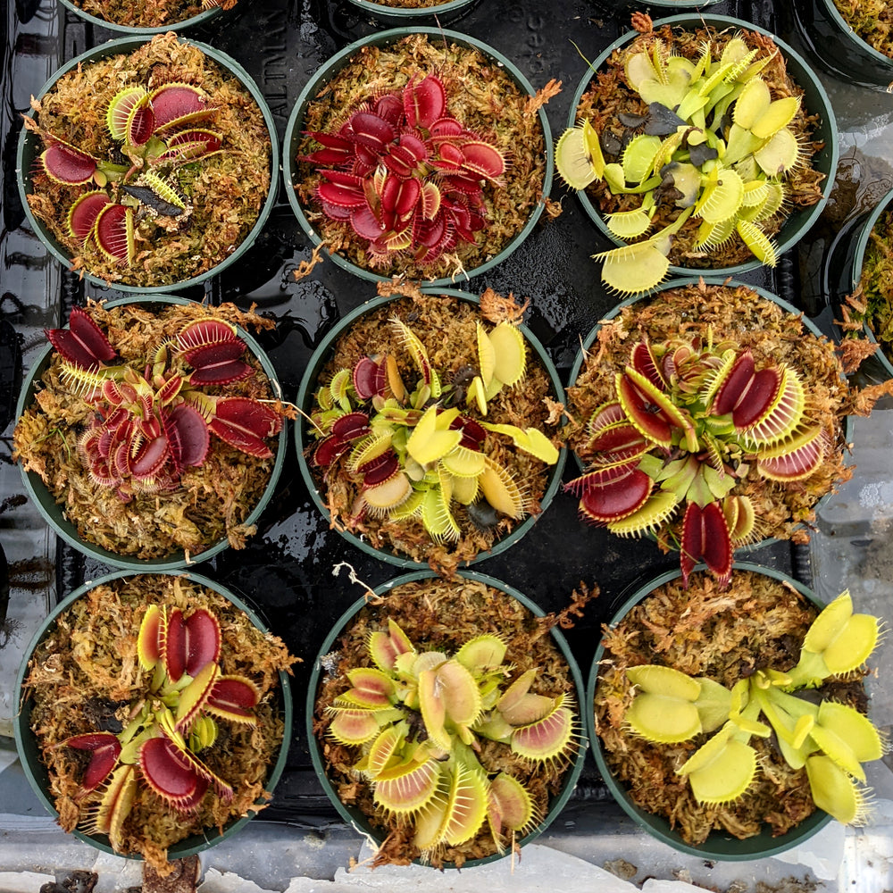 venus flytrap seeds carnivorous beauty an excellent indoor plant Dionaea muscipula