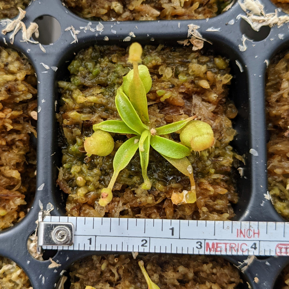 Nepenthes Seedling Bundle