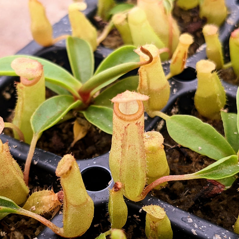 Nepenthes Jolly Darling