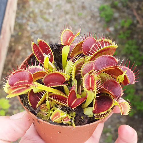 flytrap plant Venus Flytrap