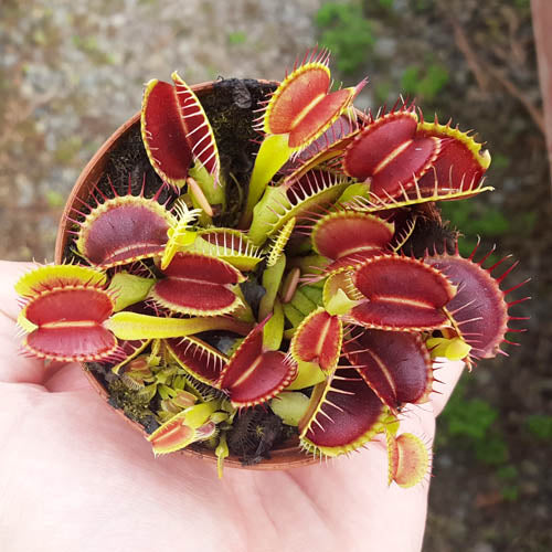 mouth succulent Venus Flytrap
