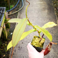 Nepenthes spectabilis 