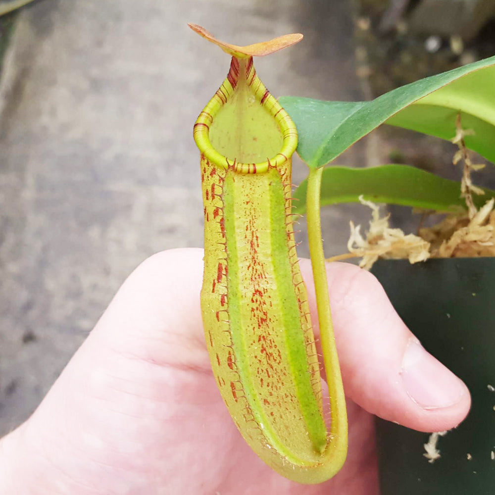 Nepenthes Secret Sin - Select Clone - Candy Stripes