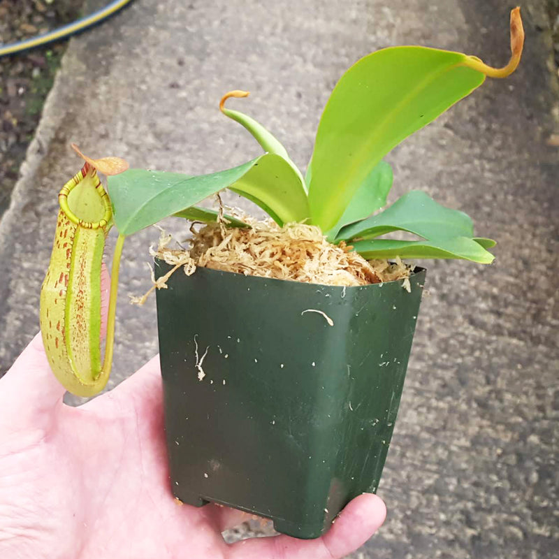 Nepenthes Secret Sin - Select Clone - Candy Stripes