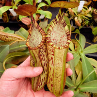Nepenthes Secret Sin