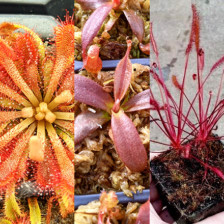 Springtime Color Collection