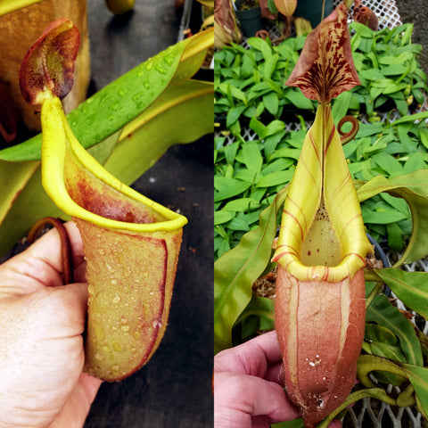Nepenthes Talented Voyager