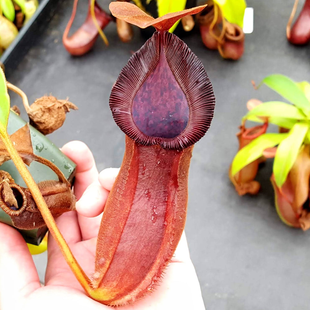 Nepenthes Titanic Silence