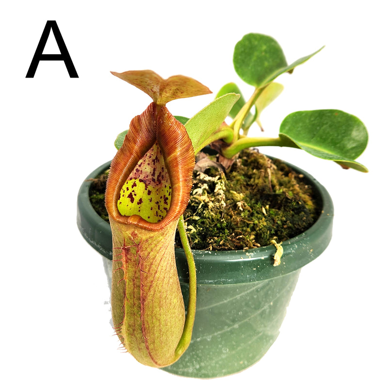 Huge seed-grown Nepenthes truncata - N. Titanic Tyrant