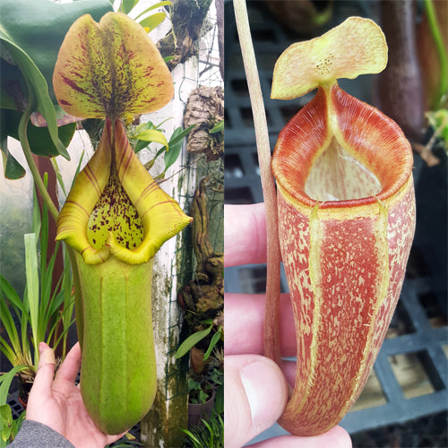 Nepenthes Torrential Triumph