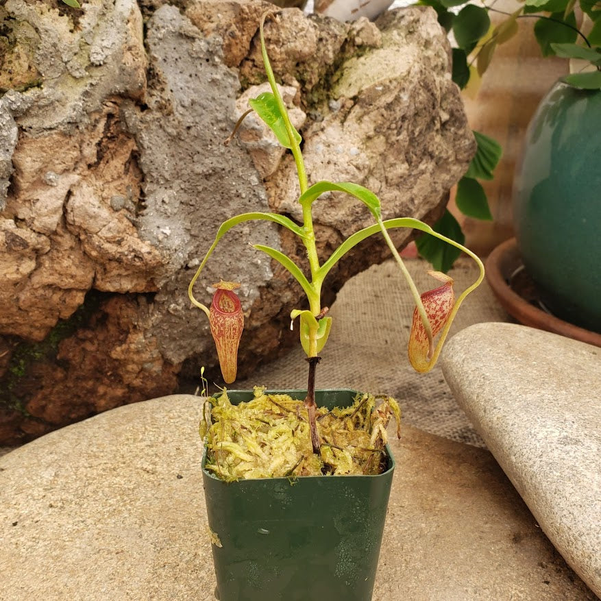Nepenthes talangensis x aristolochioides - Rare Miniature Female