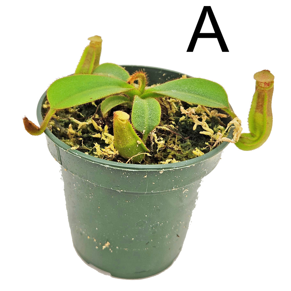 Valiant Vortex Nepenthes veitchii Valiant Vortex | Guaranteed Stripes | Specimens