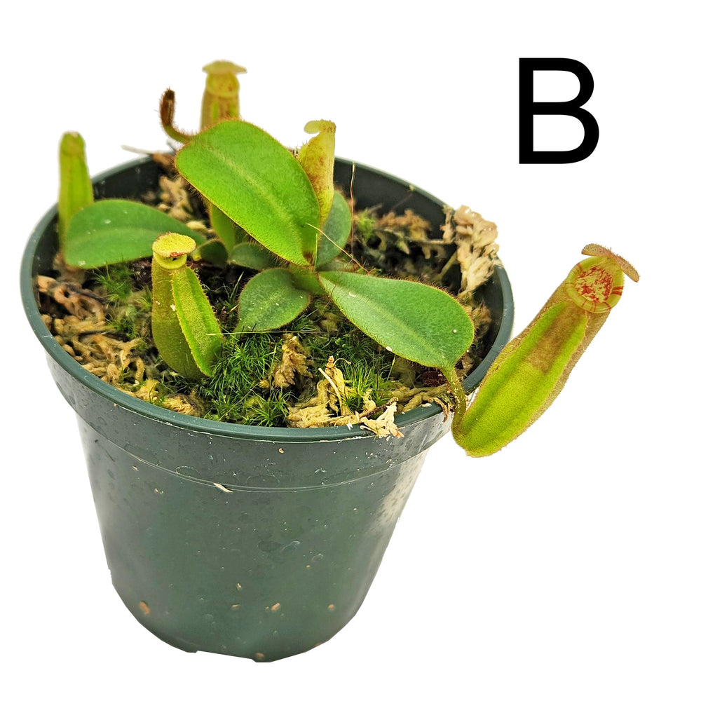 Valiant Vortex Nepenthes veitchii Valiant Vortex | Guaranteed Stripes | Specimens