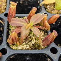 Nepenthes Vivid Actor