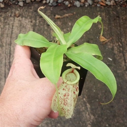 Nepenthes x hookeriana - Large
