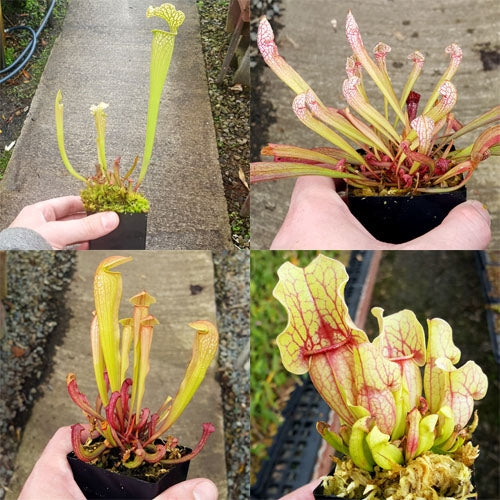 Bulk Mixed American Pitcher Plants (Sarracenia) - 20 ct.