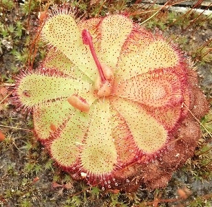 Drosera "Floating"