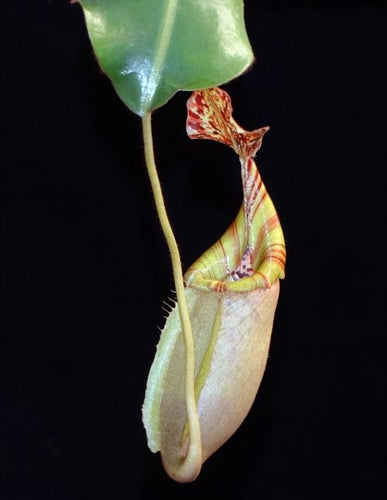 Nepenthes burbidgeae x veitchii
