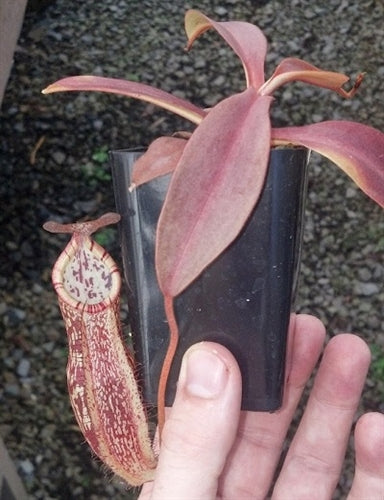 Nepenthes maxima x spectabilis - Small/Medium