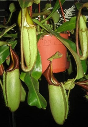 Nepenthes veitchii Hose Mountains - Small