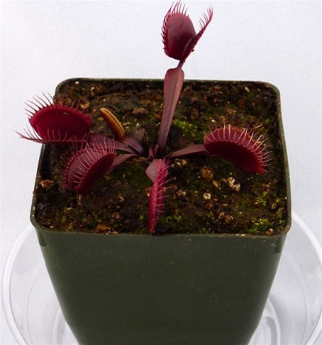 Bi vinter Irreplaceable Buy 'Red Dragon' Venus Fly Trap | Dionaea Muscipula Akai Ryu