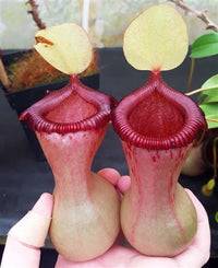 Seed-grown Nepenthes ventricosa - N. Virtue's Victory - Small