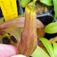 Nepenthes ramispina x reinwardtiana - Small