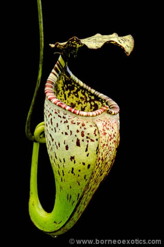 Nepenthes burbidgeae - Small