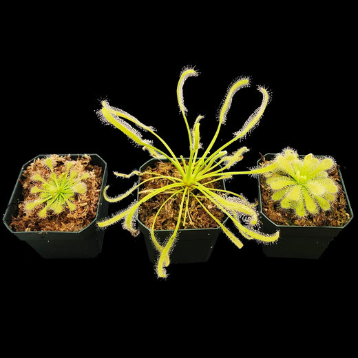 Albino Sundew Bundle