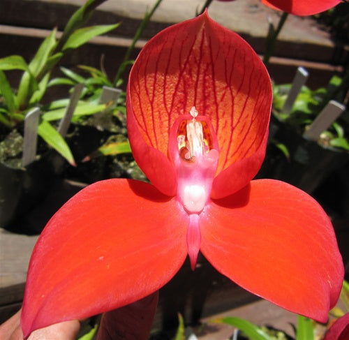 Disa Orchid