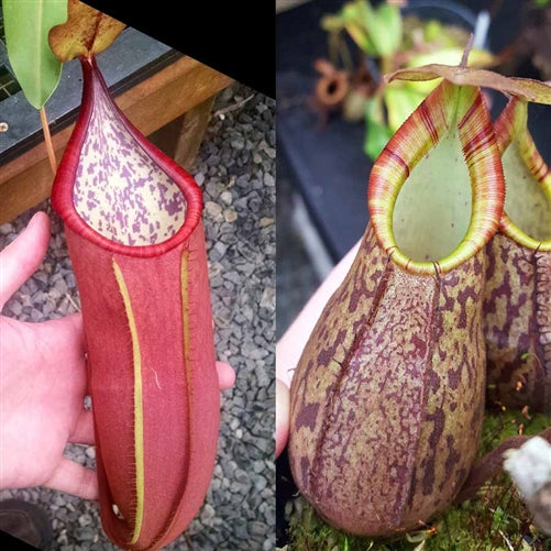 Nepenthes Secret Lust