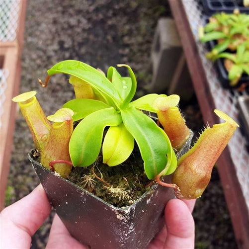 Nepenthes ventricosa - Seed-grown - N. Virtue's Victory